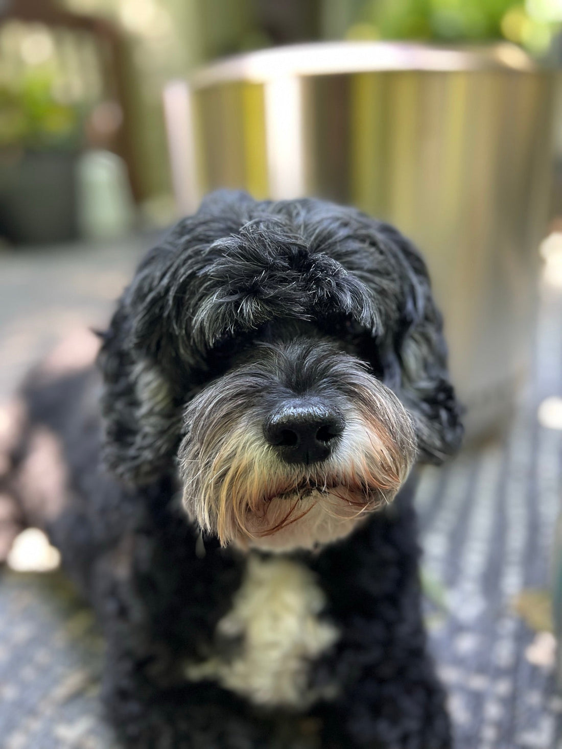 The Official Snobby Coffee Dog